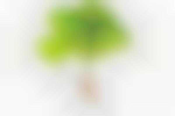 Nightclub Vegetation Projects