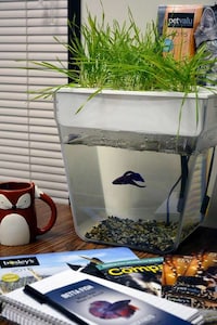 Garden-Growing Fish Tanks Image 2