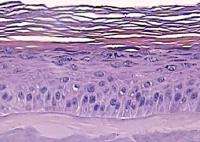 3D-Printed Skin Types Image 5