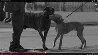 Feel-Good Pet Ads