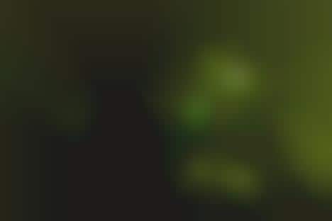 Photosynthetic Furnishings