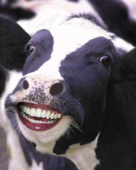 Cow Contests