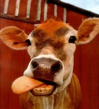 Cow Contests Image 2