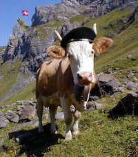 Cow Contests Image 3