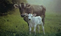 Cow Contests Image 5