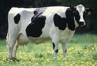 Cow Contests Image 7