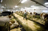 Cow Contests Image 8