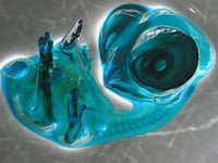 Microscope-Aided Photography Competitions