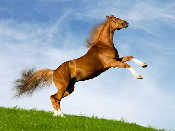 29 Equestrian Innovations in Honor of the Breeders Cup