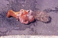 Plushy Roadkill as Street Art