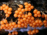 Finding Beauty in Mold Image 2