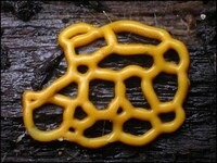 Finding Beauty in Mold Image 4
