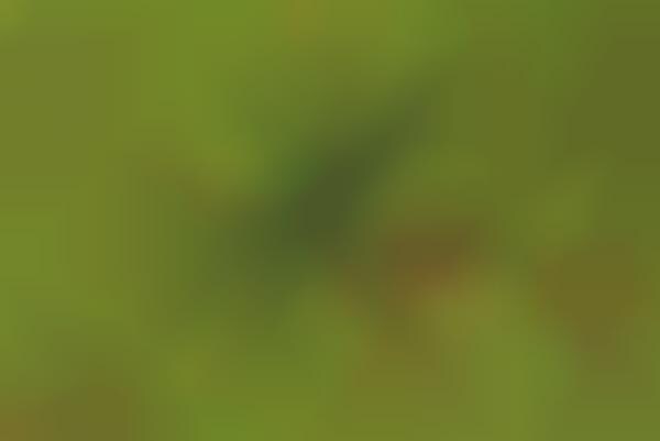 Camouflaged Creatures
