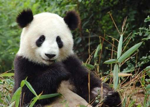 20 Pandavations and Animal Rights Ads