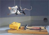 Extreme Pest Control Image 2