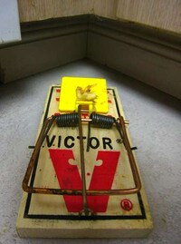 Extreme Pest Control Image 3