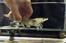 Shrimps On Treadmills