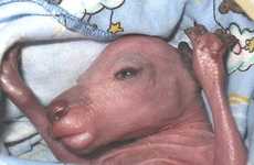 Glorifying Ugliness