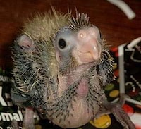 Glorifying Ugliness Image 8
