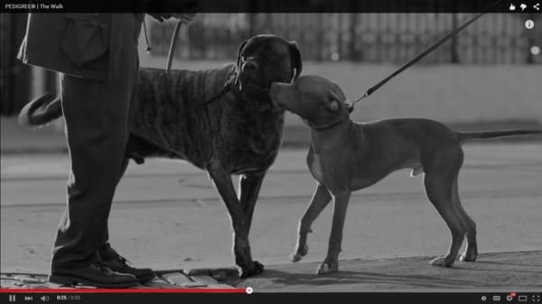 69 Examples of Dog Advertisements