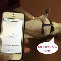 Intuitive Pet Trackers