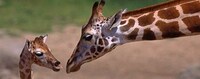 Zoo Sleepover Events Image 3