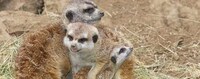 Zoo Sleepover Events Image 4