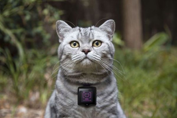 23 Examples of Wearables for Pets