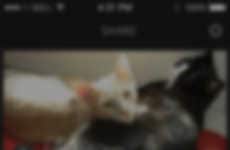 Branded Livestreaming Apps