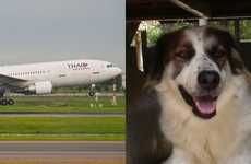 Airplane Animal Adoption Services
