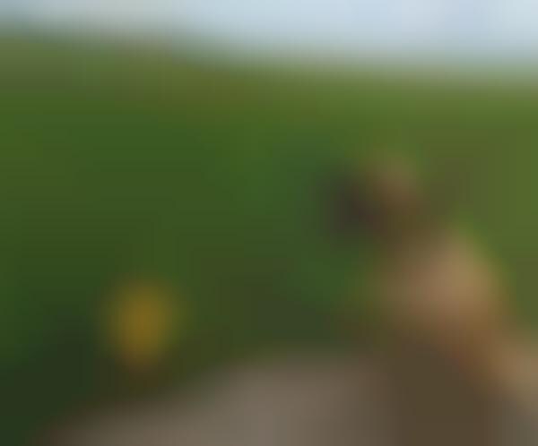 Personality-Alerting Dog Tags