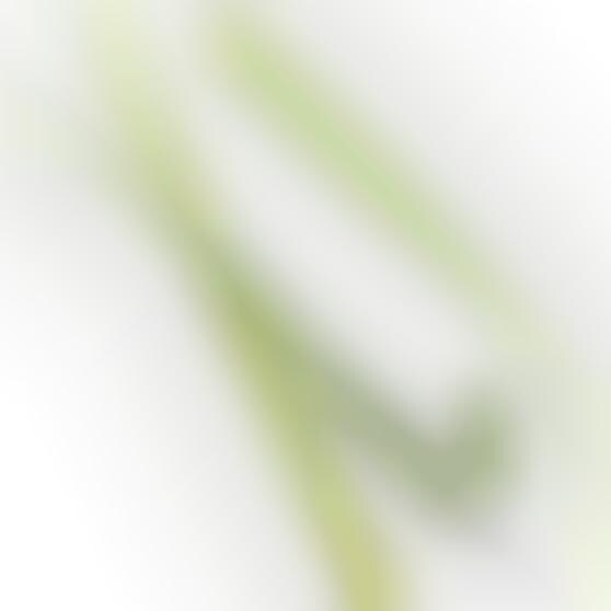 Grass-Inspired Writing Tools