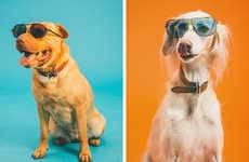 Summery Pooch Portraits