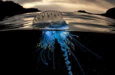 Divided Sea Creature Photography