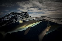 Divided Sea Creature Photography Image 2