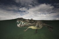 Divided Sea Creature Photography Image 3