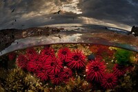 Divided Sea Creature Photography Image 4