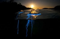 Divided Sea Creature Photography Image 5