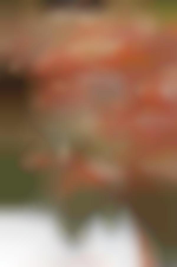 Botanical Copper Fountains