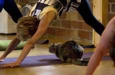Feline-Friendly Yoga Classes
