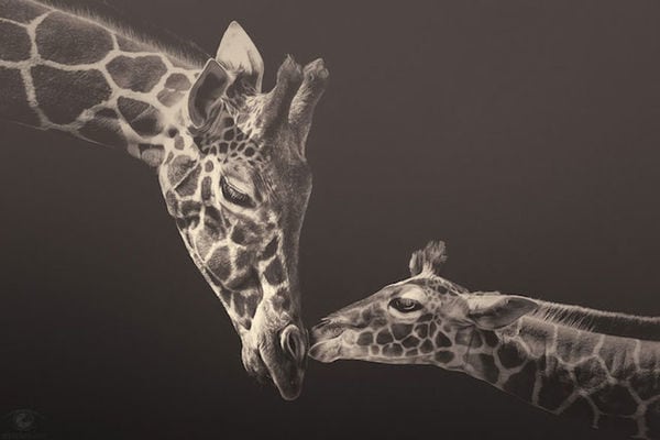 100 Examples of Animal-Themed Photography