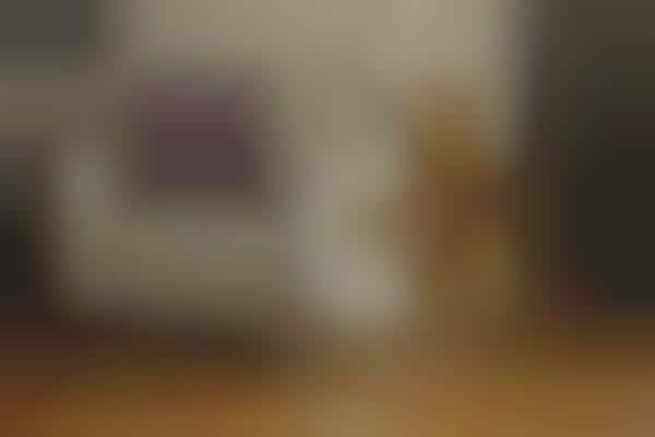 Treat-Dispensing Pet Cameras