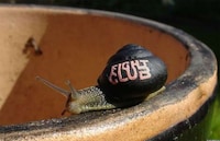 Mini Shell Paintings Image 3
