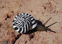 Mini Shell Paintings Image 6