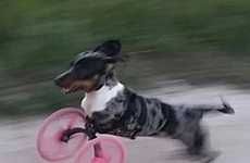 3D-Printed Dog Wheelchairs