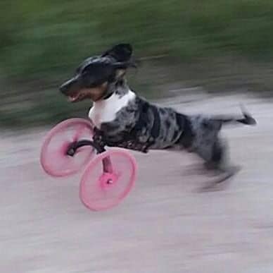 3D-Printed Dog Wheelchairs