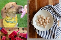 DIY Frozen Dog Treats Image 5