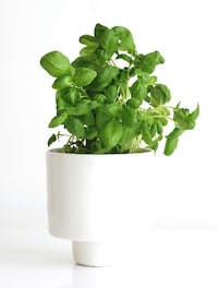 Self-Watering Herb Pots Image 2