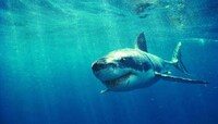 Shark Video Streaming Systems Image 3