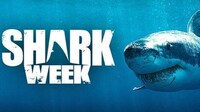 Shark Video Streaming Systems Image 4